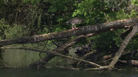 Greylag goose on a tree trunk Stock Footage 253323243
