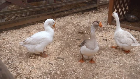 Greylag goose turning its head on farm 库存影片 293237255