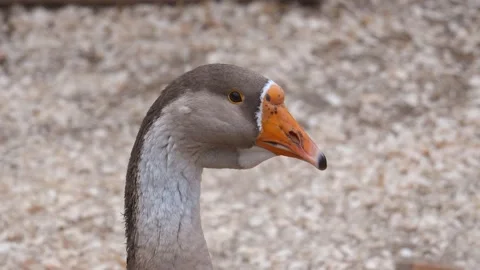 Greylag goose turning its head on farm 库存影片 293237742