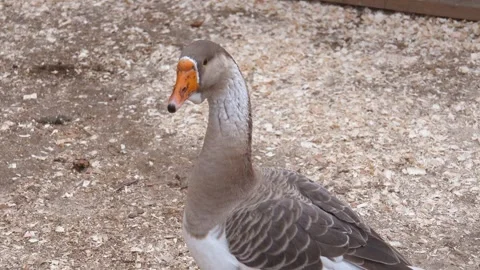 Greylag goose turning its head on farm Vidéo 293238359