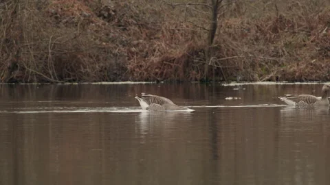 Greylag goose upending completely while dabbling in woodland pond. 4K 60fps. Stock Footage 334328703