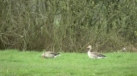 Greylag gooses grazing Stock Footage 10894979