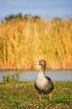 Greylag Stock-Fotos