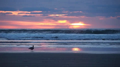 Greyland Sunset with Lone Seagull Watcher Stock Footage 34735488