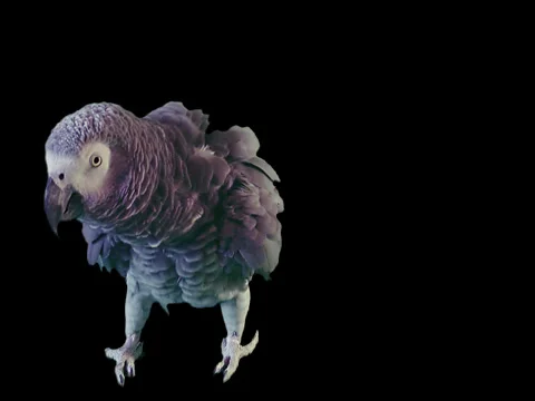 GreyParrot walk1 스톡 동영상 81151301