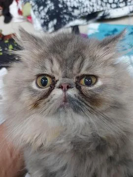 GreyPeaknose/Kucing Stock Photos