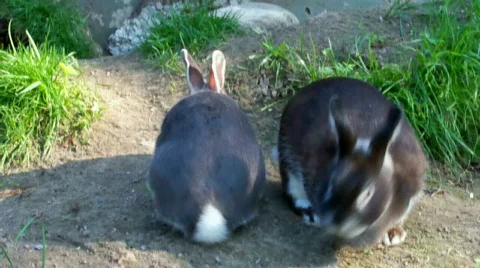 Greyrabbits Stock Footage 510966