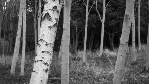 Greyscale closeup of trees in a forest surrounded by dry leaves and branches Stock Photos