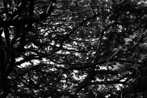Greyscale low angle view of tree branches covered in leaves under sunlight Foto stock