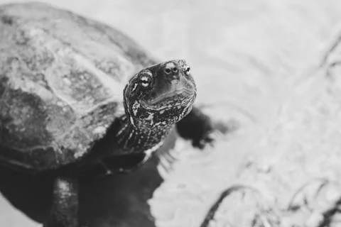 Greyscale selective focus shot of a cute turtle curiously looking at the came Stock Photos