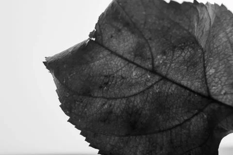 Greyscale selective focus shot of a leaf with a white background Stock Photos