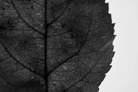 Greyscale selective focus shot of a leaf with a white background 스톡 사진