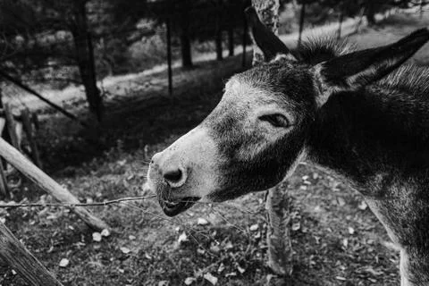 Greyscale shot of the burro's head in the farm Stock Photos