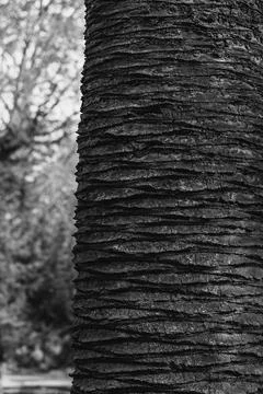 Greyscale shot of a coconut tree trunk with blurry background Stock Photos