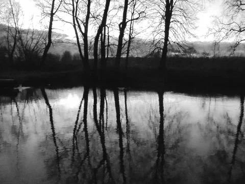 Greyscaled image - Bare trees and clouds reflecting in wind-whipped pond surface Foto stock