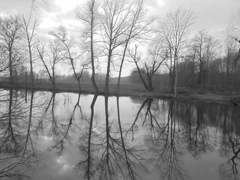 Greyscaled image - Bare trees during cloudy sunset reflecting in pond. Stock Photos