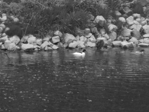 Greyscaled image - Blurry image of a duck swimming on river in front of rocky Stock Photos