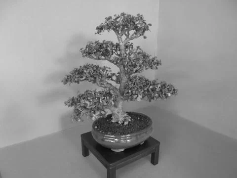 Greyscaled image - Bonsai tree with thick leaves and multiple strong branches in Stock Photos