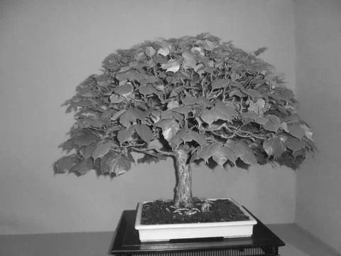 Greyscaled image - Bonsai version of Czech national tree,the small-leaved Stock Photos