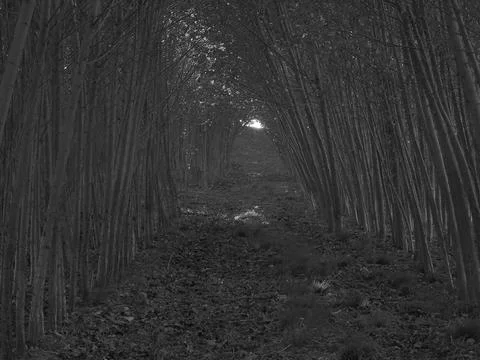 Greyscaled image - Dark evening in forest tunnel with light at the end. Stock Photos