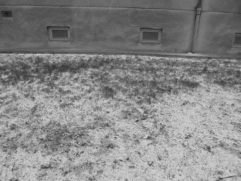Greyscaled image - Early spring grass covered in late snow powder in front of Stock Photos