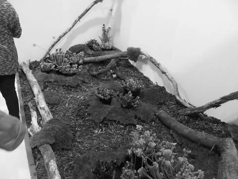 Greyscaled image - Exposition of carnivorous plants and moss arrangement at Stock Photos