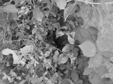 Greyscaled image - False hole in dense vegetation at the bridge supporting Stock Photos