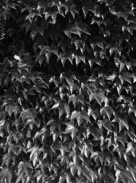 Greyscaled image - Green leaf wall | Ivy plant wallpaper pattern | Wall Stock Photos