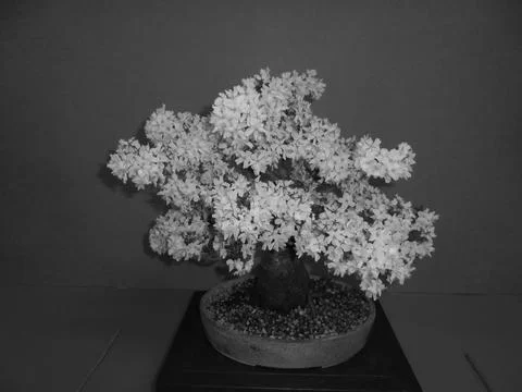Greyscaled image - Leafless bonsai tree with countless white blossoms with Stock Photos