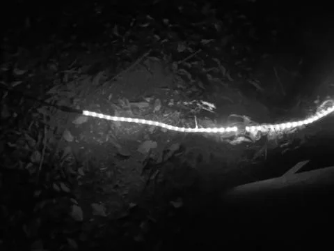 Greyscaled image - Light performance art in nature: blue fluorescent wire Stock Photos