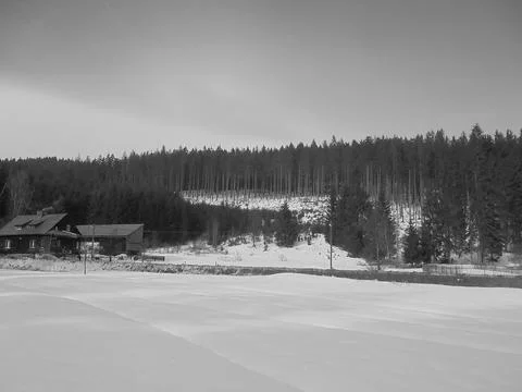 Greyscaled image - Mountain forest with snow-covered floor above Bila village in Stock Photos