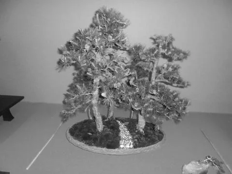 Greyscaled image - Multiple little coniferous bonsai trees in a single Foto stock