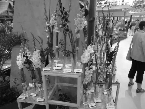 Greyscaled image - Multiple various varieties of gladiola flowers with different Stock Photos