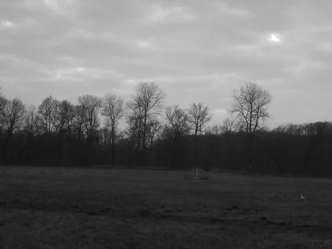 Greyscaled image - Red cloudy sunset behind bare forest in snowless winter. Stock Photos