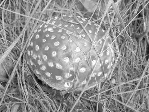 Greyscaled image - Round bright red fly amanita mushroom growing in dry grass Stock Photos