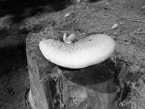 Greyscaled image - Side close view on a medium sized velvet-footed pax mushroom Foto stock