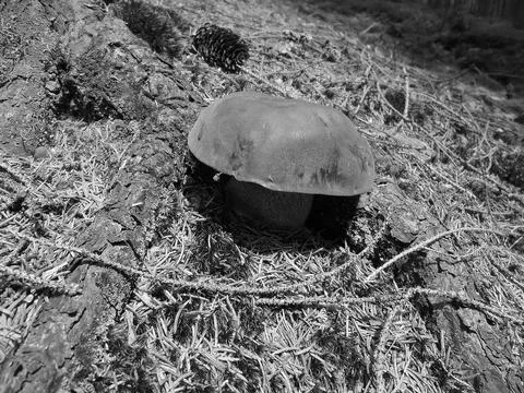 Greyscaled image - Side close-up view of boletus luridiformis mushroom. Edible Stock Photos