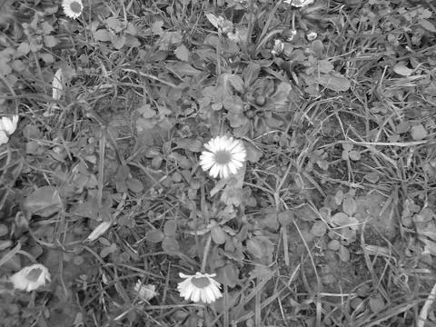Greyscaled image - Slightly blurred image of small daisy flowers on spring Stock Photos