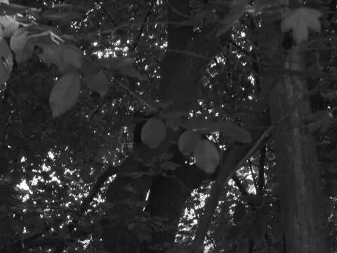 Greyscaled image - Slightly blurred image of dense twigs with squirrel hardly Stock Photos