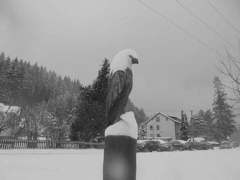 Greyscaled image - Statue of bald eagle covered by snow in Bila village in Stock Photos