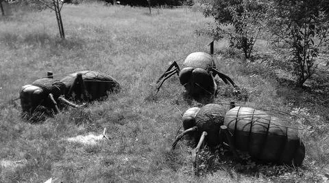 Greyscaled image - Three different sculptures of imagos of useful insects | Stock Photos