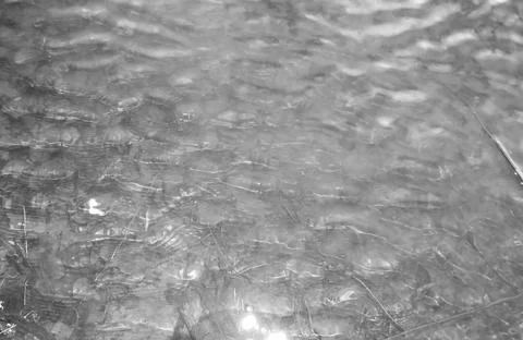 Greyscaled image - View of bottom of pond close to shore through clear water. Stock Photos