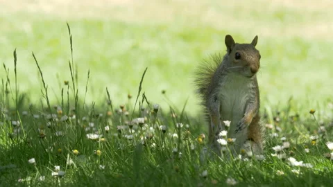 Greysquirrel 10 Sciurus carolinensis finds food in meadow Stock Footage