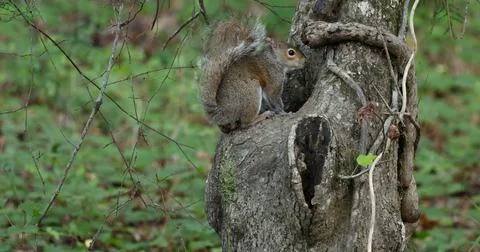 GreySquirrelDrinking Stock Photos