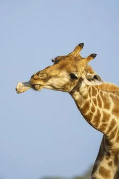 Griaffe chewing on a bone Stock-Fotos