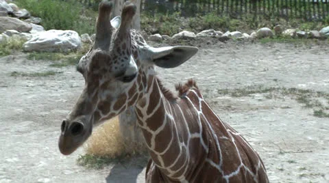 Griaffe Looking Around 库存影片 26109989