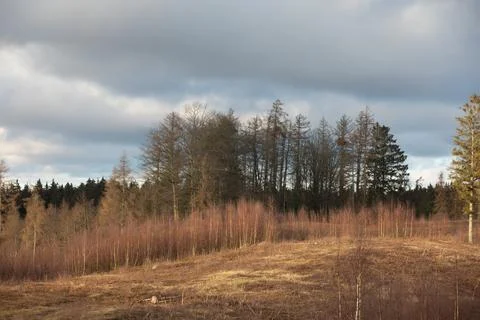 Gribskov in Denmark near Kagerup in winter 2019 Stock Photos