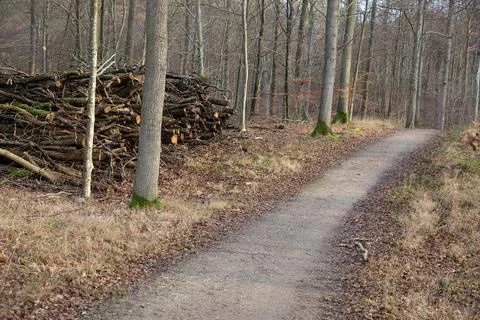 Gribskov in Denmark Photos