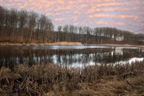 Gribskov in Denmark Stock Photos