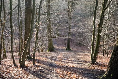Gribskov in Denmark Stock Photos